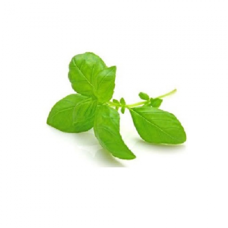 BASIL / TULSI (2 KGS)